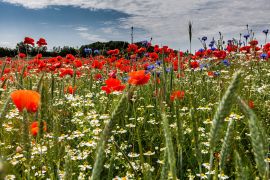 Mohnblüte im Klützer Winkel