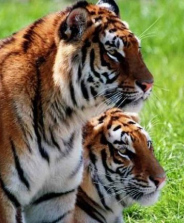 Tiger im Erlebnis- & Tigerpark Dassow