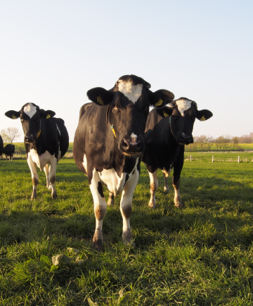 Kühe auf der Wiese - Biolandwirtschaft