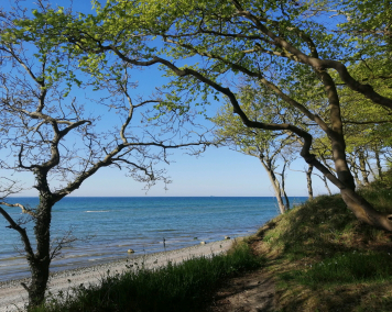 Bäume umrahmen den Blick auf Strand und Meer.