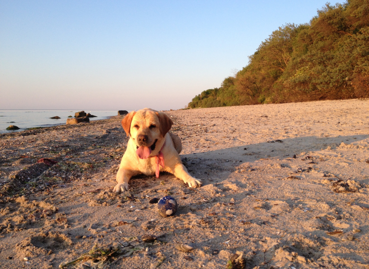 Ein Hund hechelt am Strand. Vor ihm ein Ball.