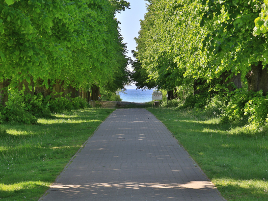 Eine sehr gerade Allee im Sommer.