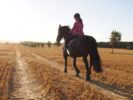 Eine Reiterin auf einem Pferd. Sie reitet auf einem Feldweg der Sonne entgegen.