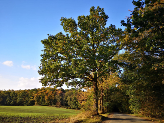 Leonorenwald bei Kalkhorst